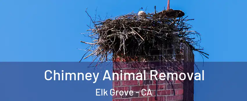 Chimney Animal Removal Elk Grove - CA