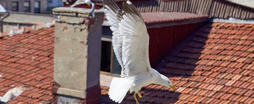 Residential Chimney Animal Removal Solution in Elk Grove, CA